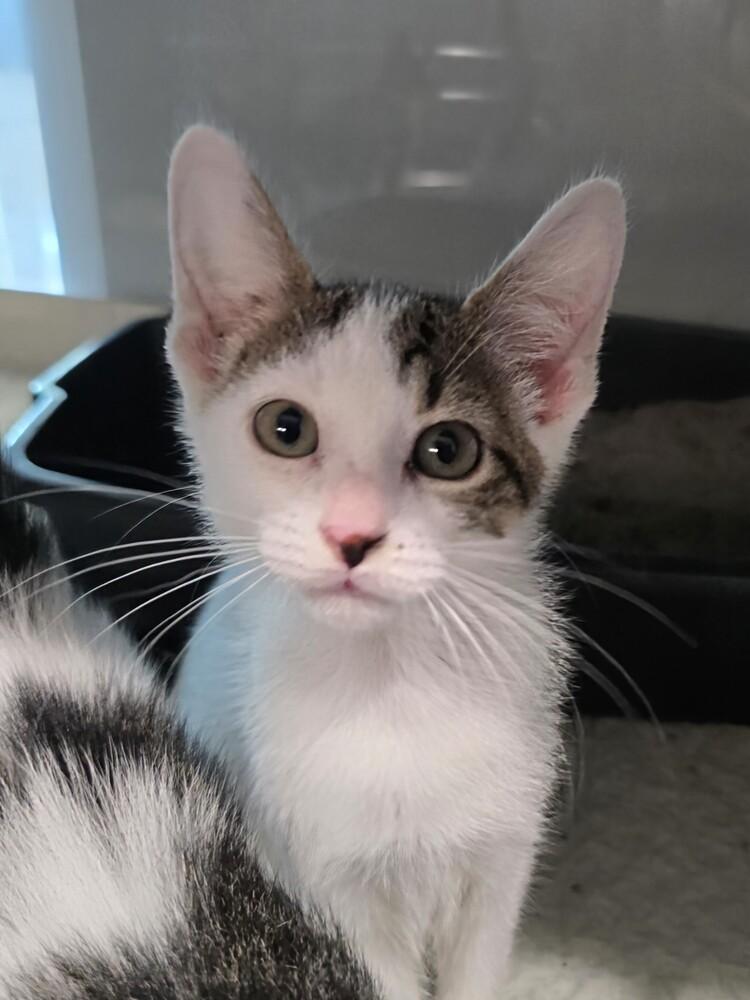 Enlarge Avocado Toast, a Adoptable mixed breed in Wellington, KS image 2/4