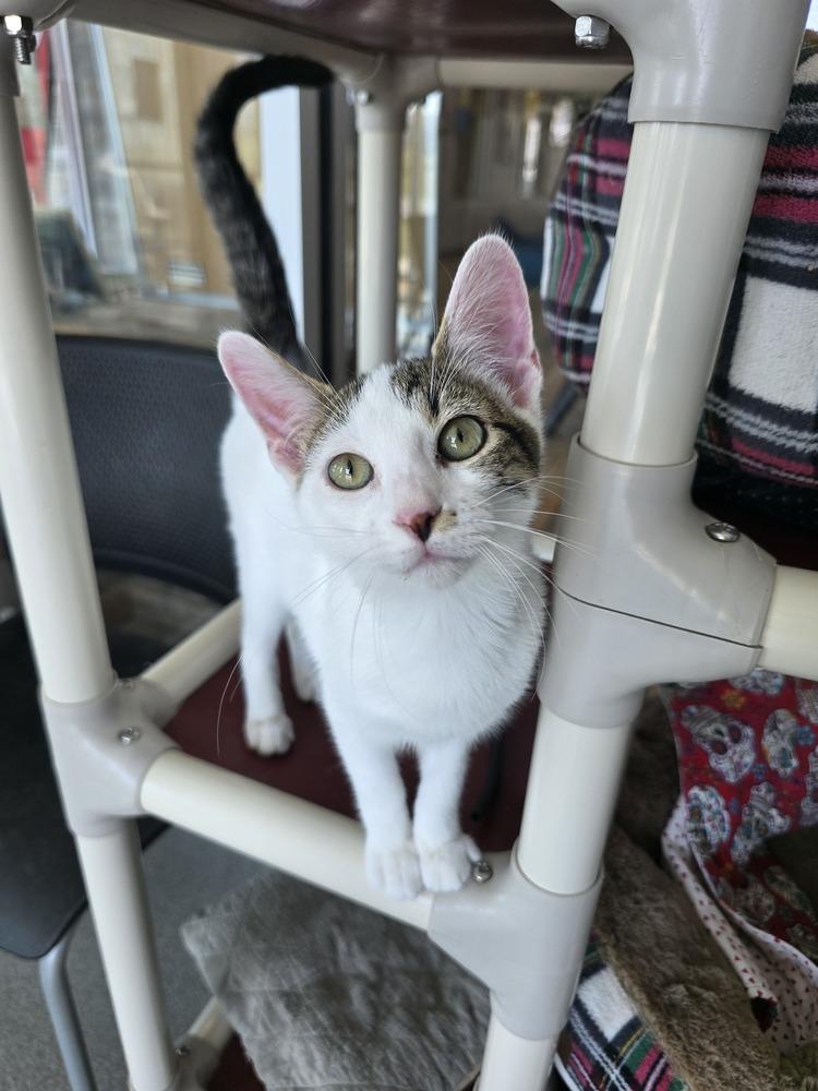 Enlarge Avocado Toast, a Adoptable mixed breed in Wellington, KS image 3/4