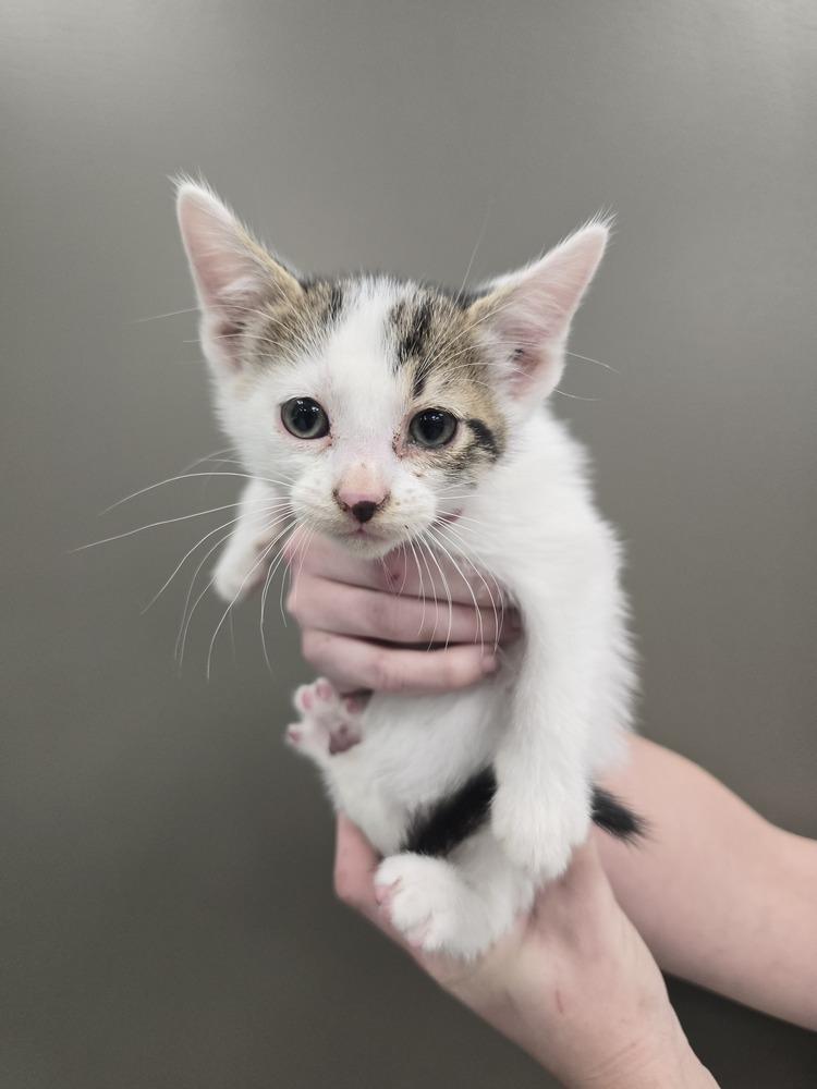 Enlarge Avocado Toast, a Adoptable mixed breed in Wellington, KS image 4/4