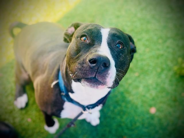 Enlarge DAISY, a Adoptable Pit Bull Terrier in Orlando, FL image 1/1