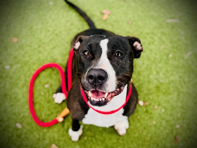 DAISY, Adoptable, Adult Female Pit Bull Terrier.