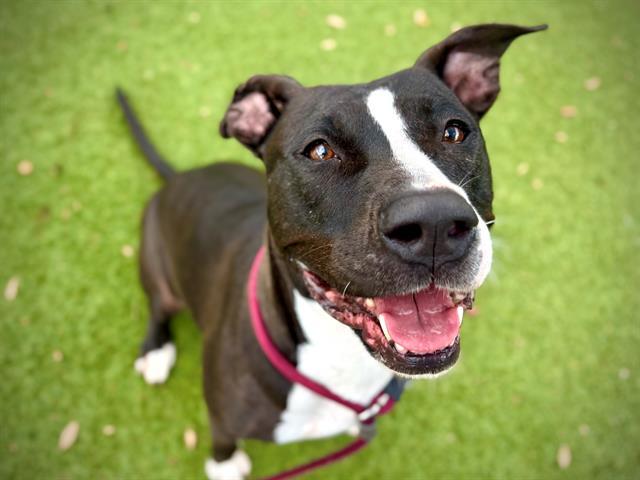 DAISY, Adoptable, Adult Female Pit Bull Terrier.