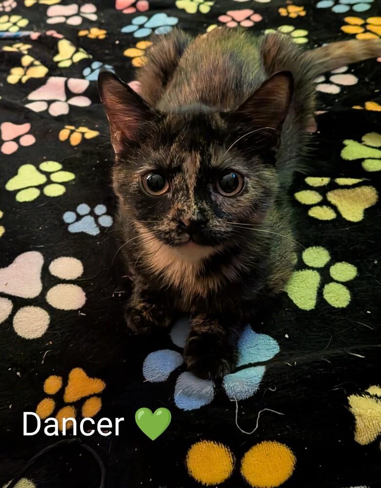 Dancer w/ Dasher, Adoptable, Kitten Female Domestic Short Hair.