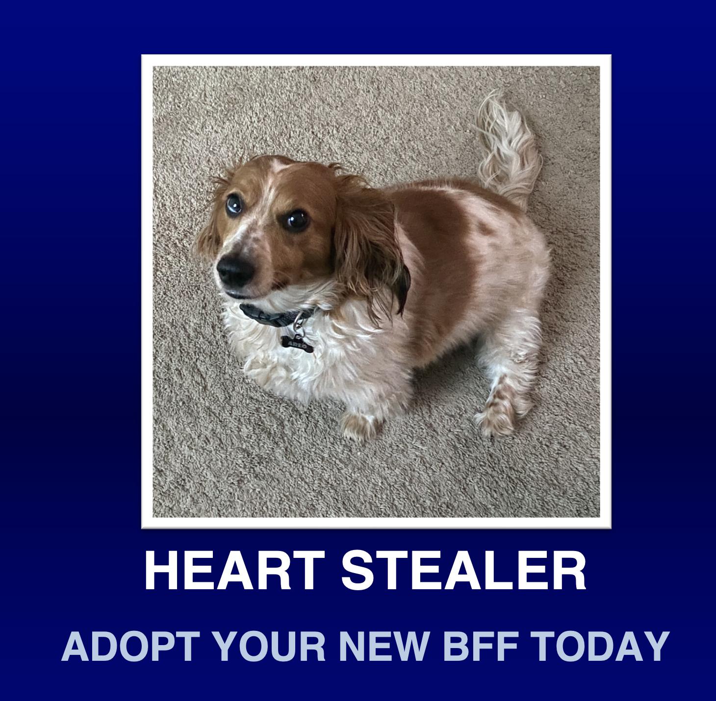 Arlo, Adoptable, Adult Male Dachshund (Long Haired).