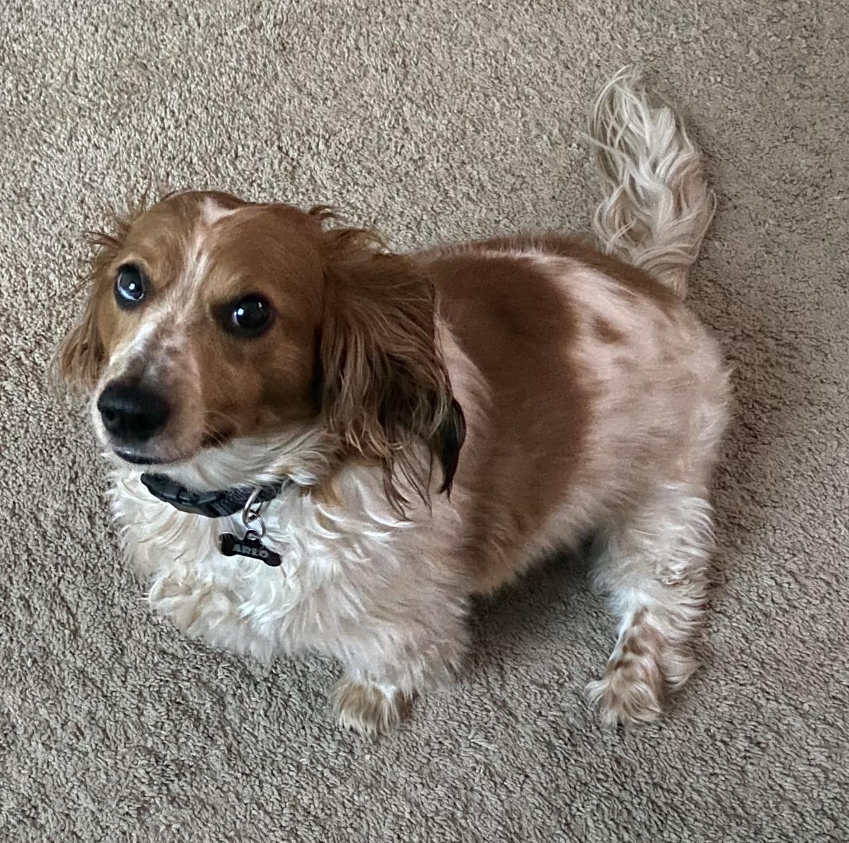 Enlarge Arlo, a Adoptable Dachshund (Long Haired) in Morrisville, PA image 2/2