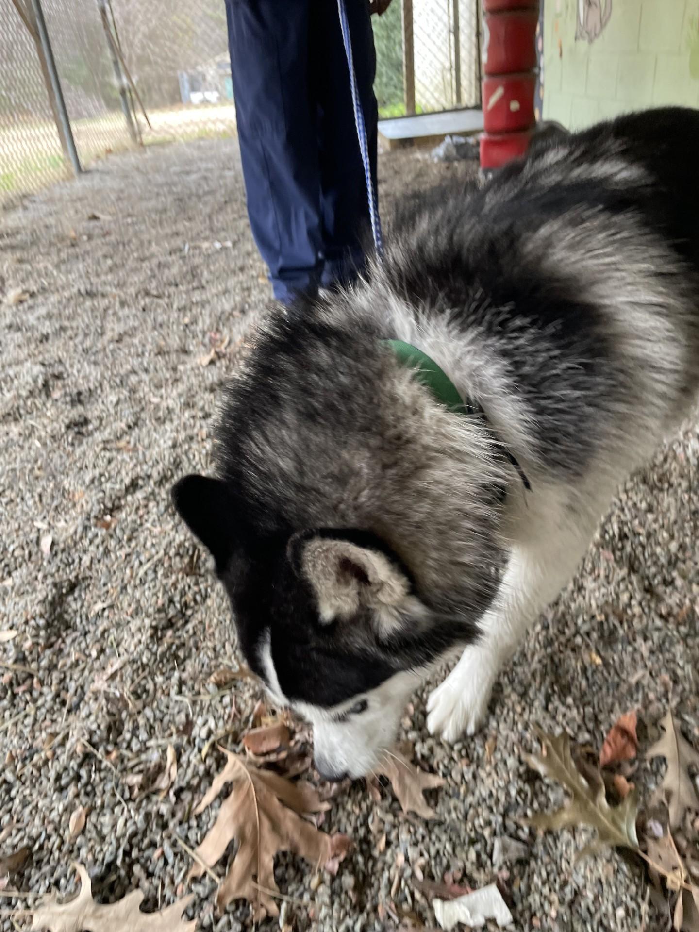 Enlarge Edie121127, a ADOPTABLE mixed breed in Rocky Mount, NC image 2/2