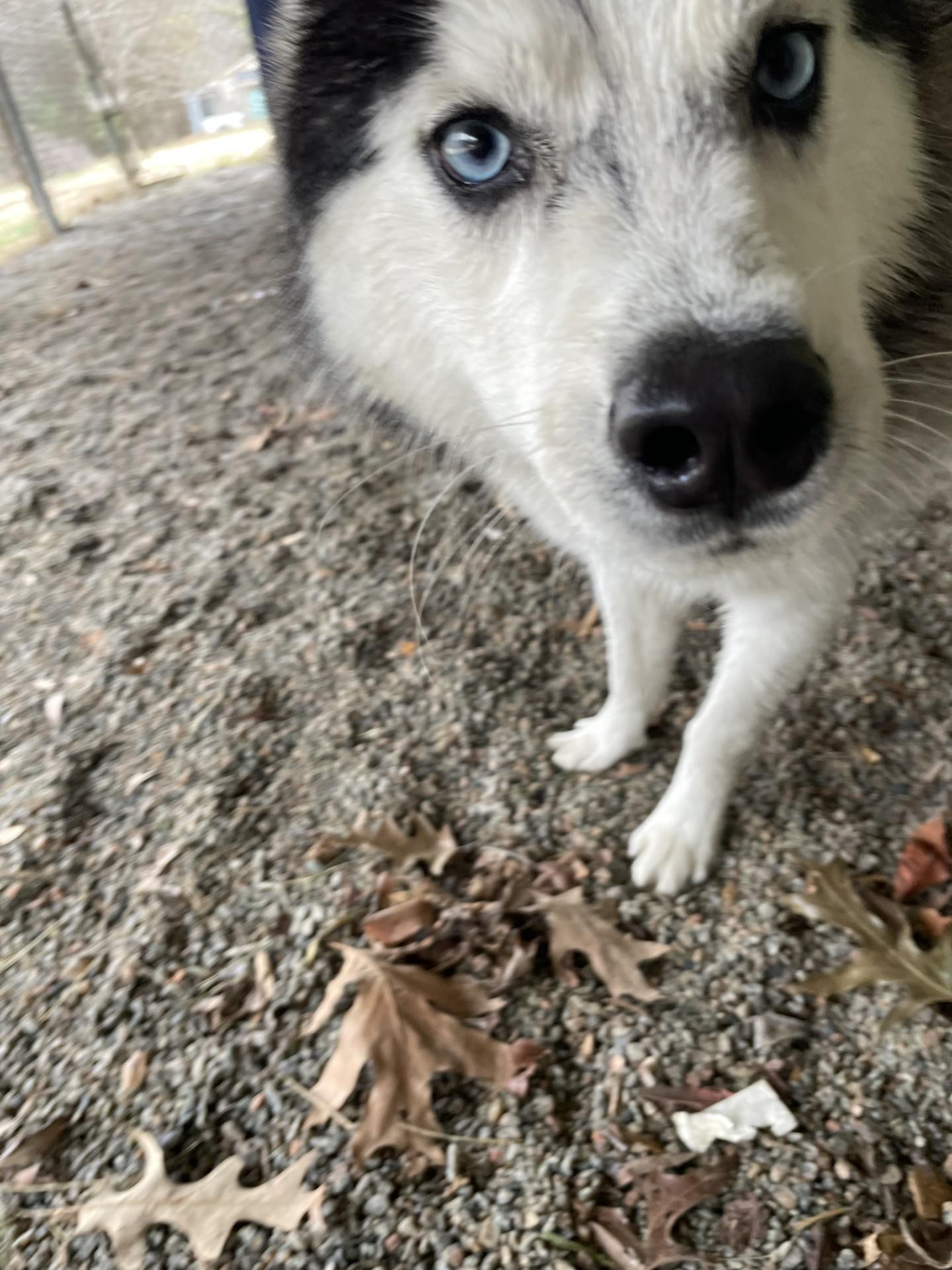 Edie121127, ADOPTABLE, Young Male Siberian Husky.