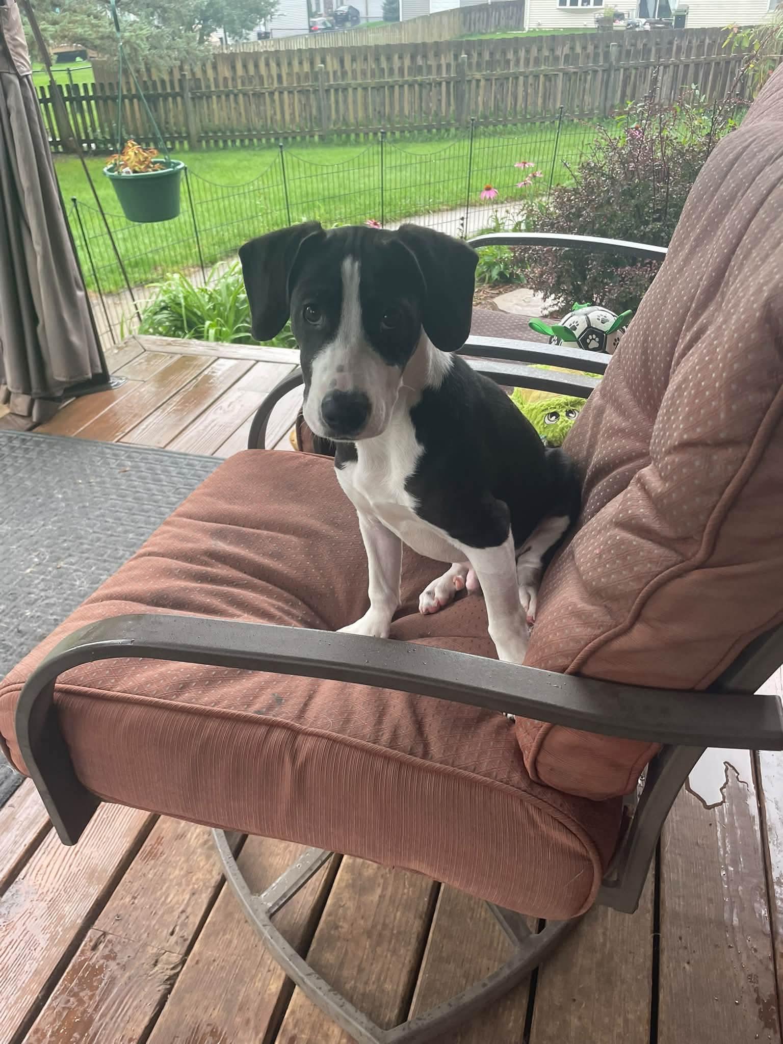Sheldon, Adoptable, Puppy Male Beagle.