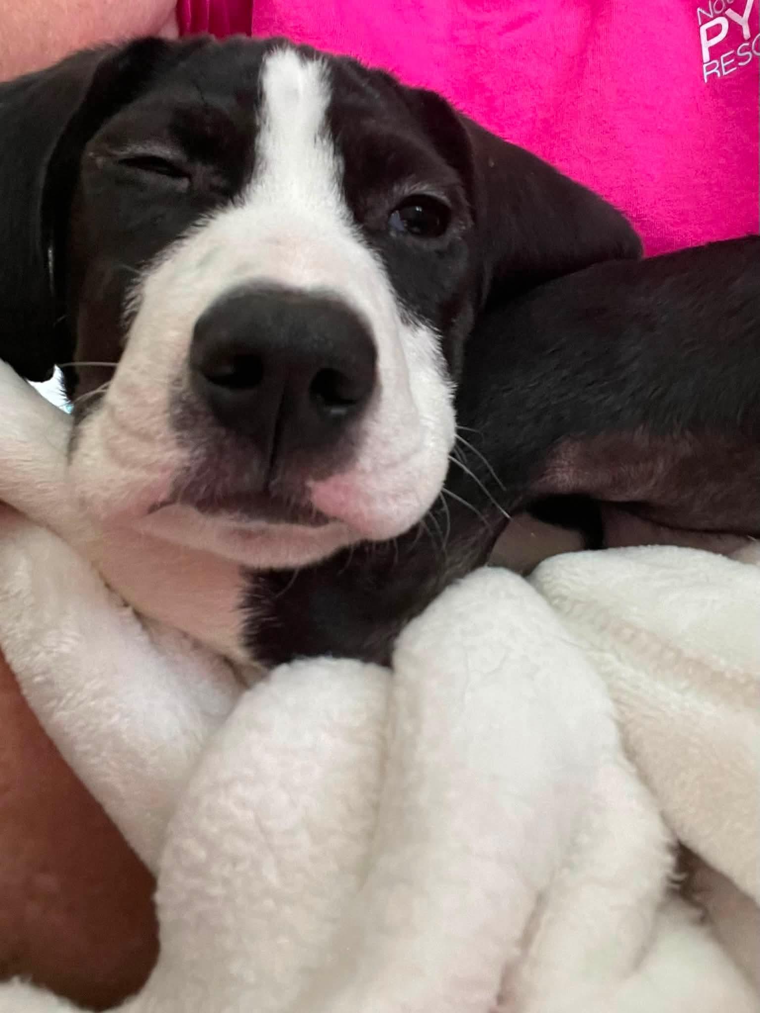 Enlarge Sheldon, a Adoptable mixed breed in Crystal Lake, IL image 6/6