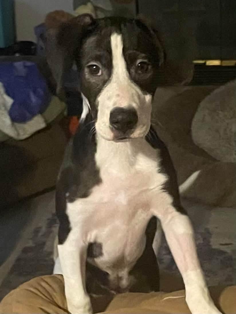 Enlarge Sheldon, a Adoptable mixed breed in Crystal Lake, IL image 4/6