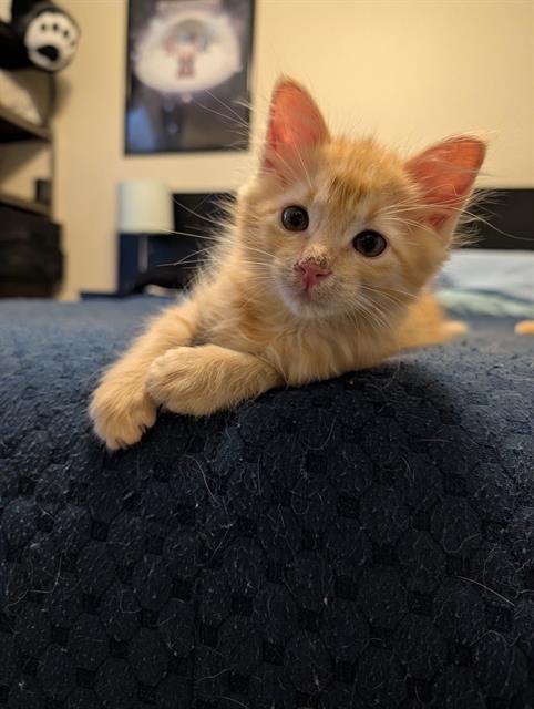 Enlarge TANGERINE, a Adoptable Domestic Short Hair in West Valley City, UT image 1/1