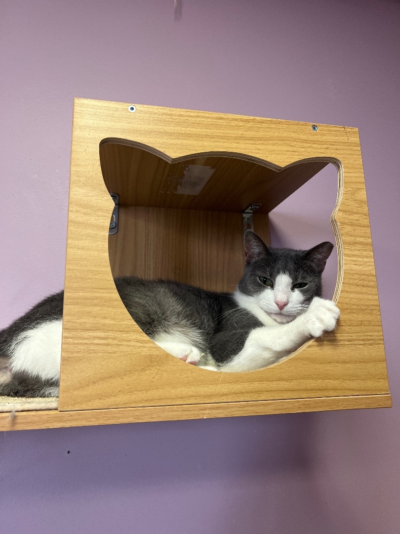 Gracie and George , a Adoptable Domestic Short Hair in Freeport, NY image 1/3