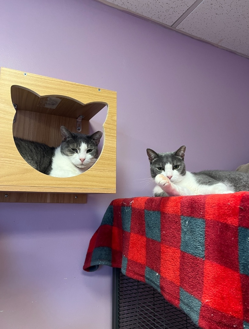 Gracie and George , a Adoptable Domestic Short Hair in Freeport, NY image 3/3