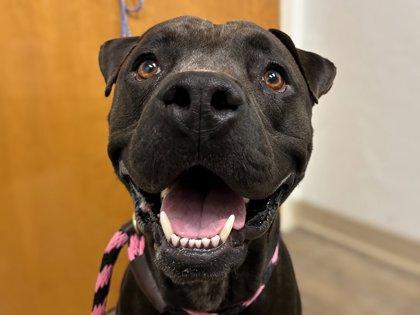 Enlarge Francis, a Adoptable mixed breed in Gainesville, FL image 1/3