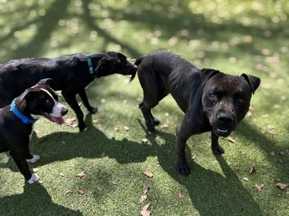 Enlarge Francis, a Adoptable mixed breed in Gainesville, FL image 2/3