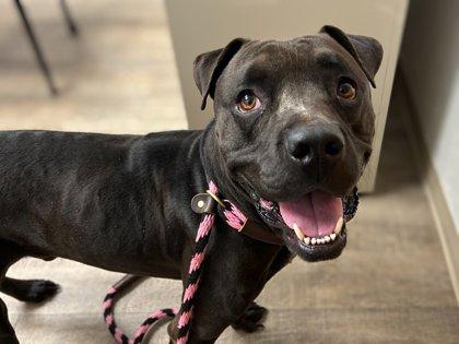 Enlarge Francis, a Adoptable mixed breed in Gainesville, FL image 3/3