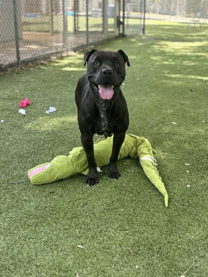Francis, a Adoptable mixed breed in Gainesville, FL image 3/3