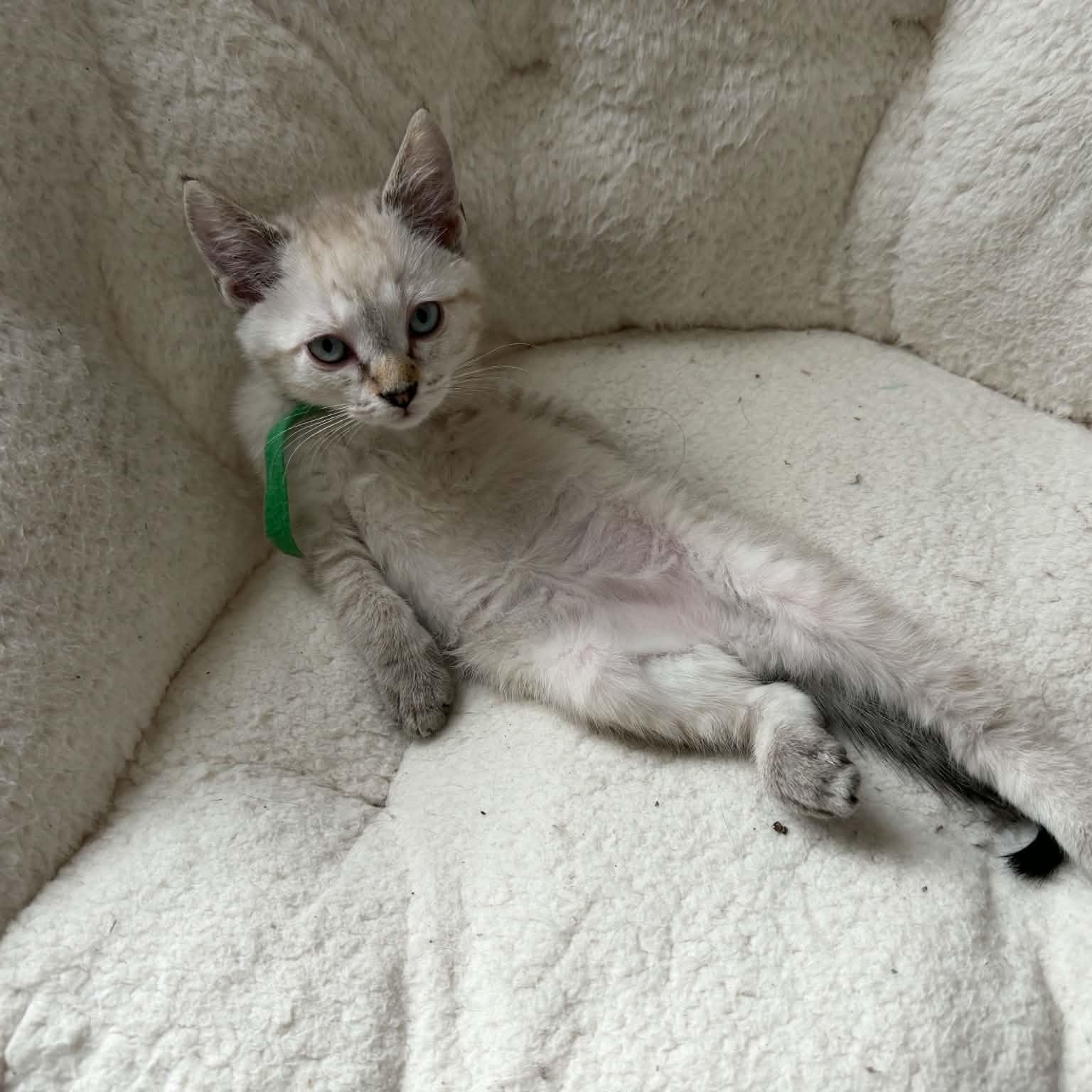 Enlarge Elvis, an adopted Siamese in Fairborn, OH image 3/5