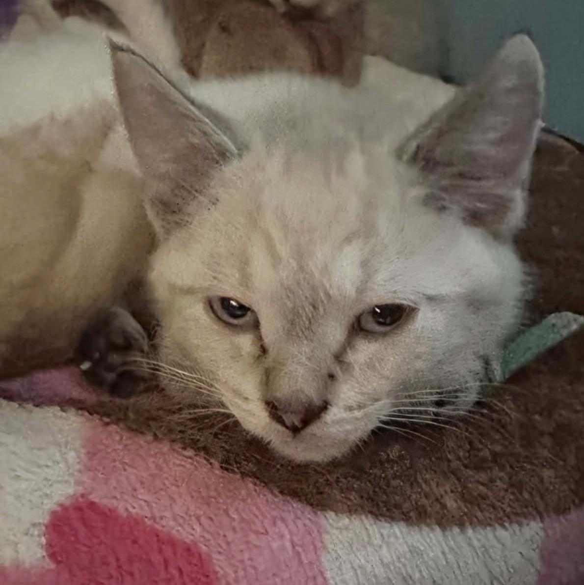 Elvis, adopted, Kitten Male Siamese.