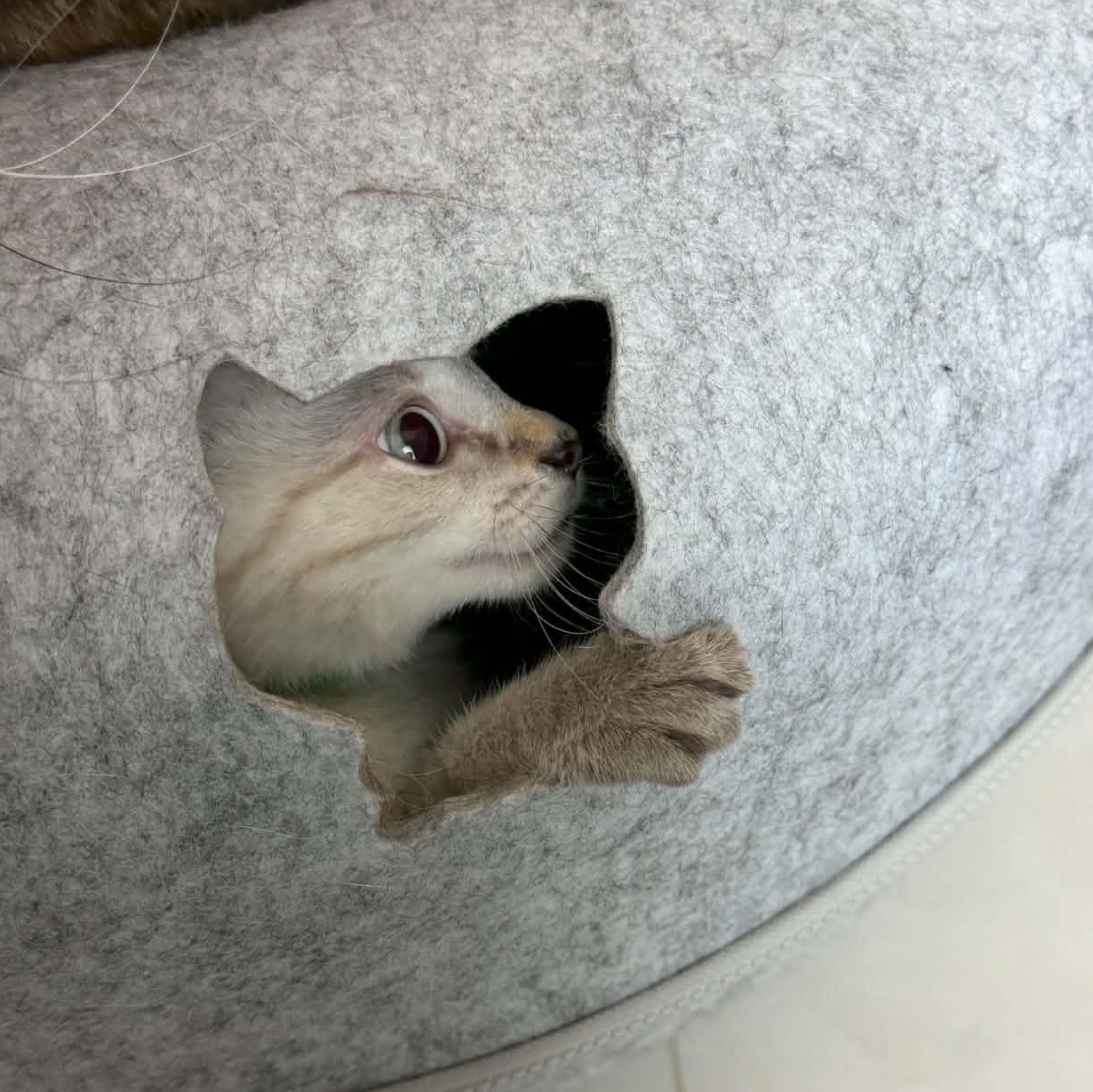 Enlarge Elvis, an adopted Siamese in Fairborn, OH image 5/5