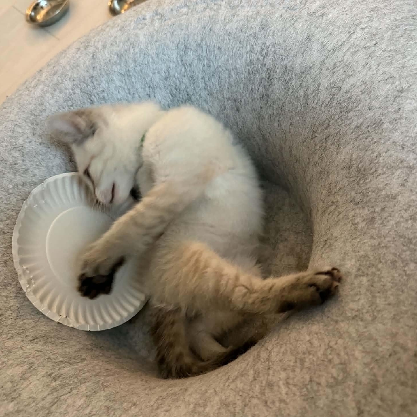 Enlarge Elvis, an adopted Siamese in Fairborn, OH image 2/5