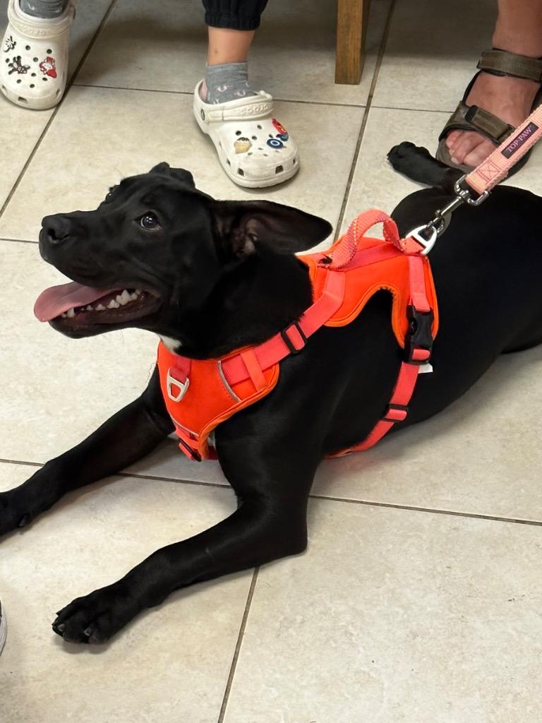 Lil Bubs, Adoptable, Adult Male Staffordshire Bull Terrier.