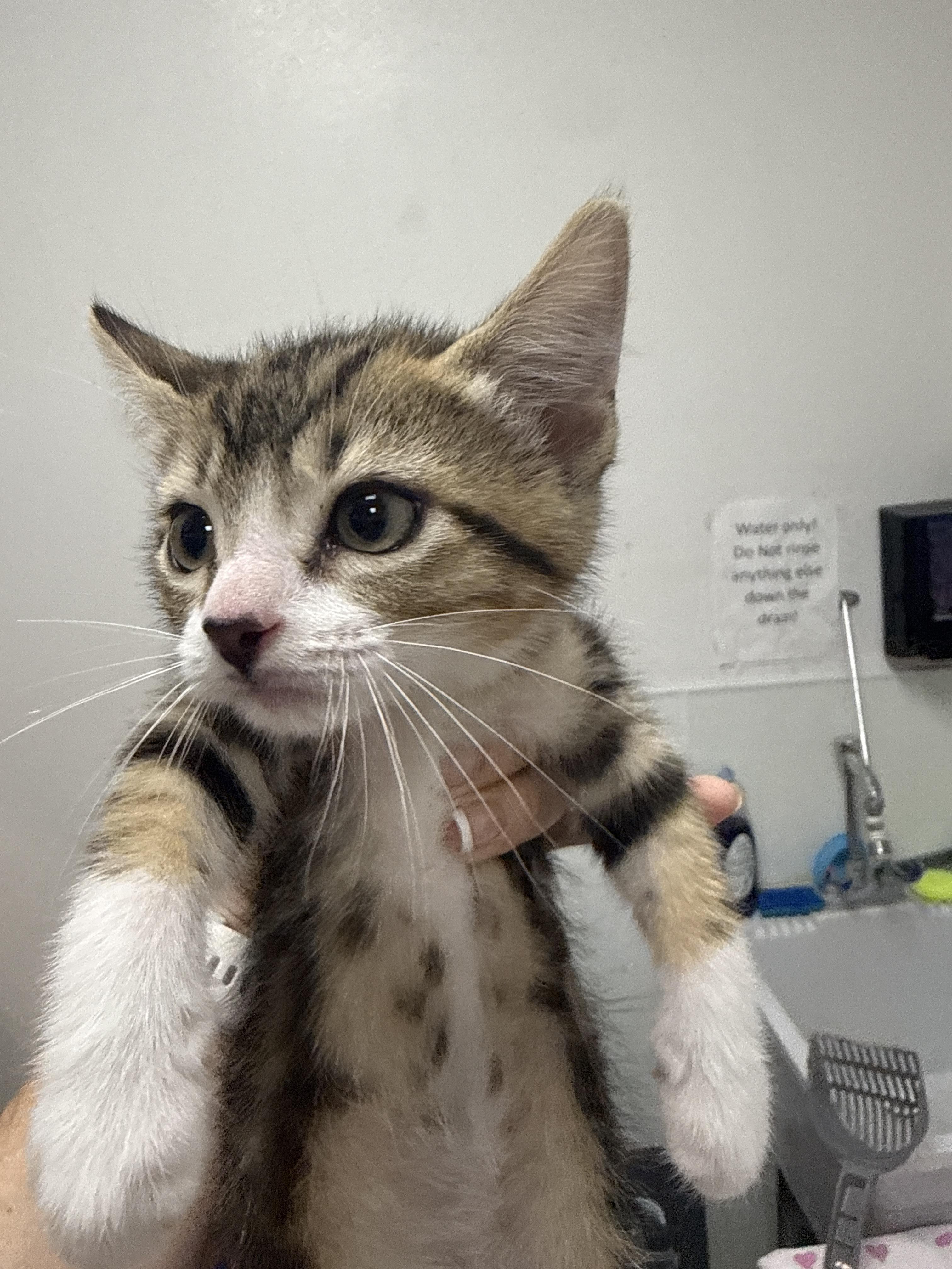 Enlarge Lifan, a Adoptable Domestic Short Hair in Houston, TX image 2/2