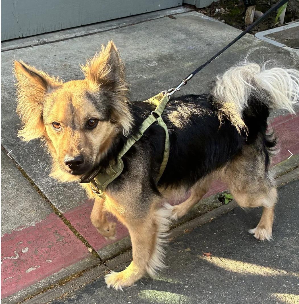 Enlarge Mylo, an adopted mixed breed in Davis, CA image 1/5