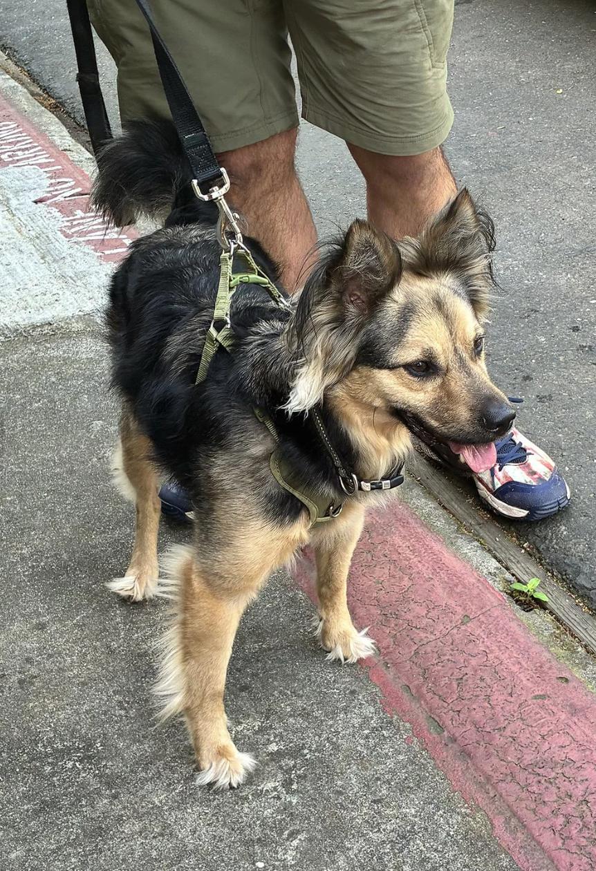 Enlarge Mylo, an adopted mixed breed in Davis, CA image 5/5