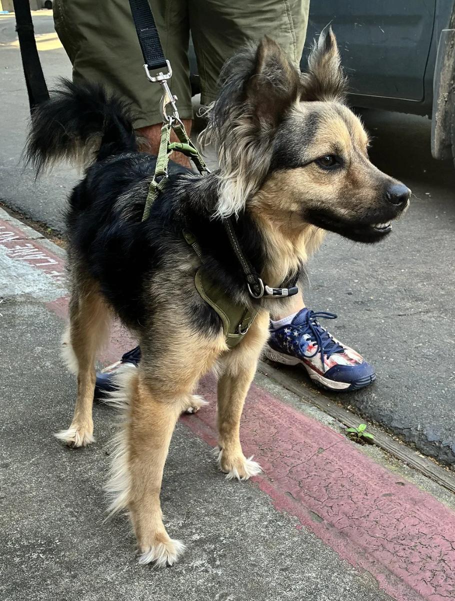 Enlarge Mylo, an adopted mixed breed in Davis, CA image 4/5