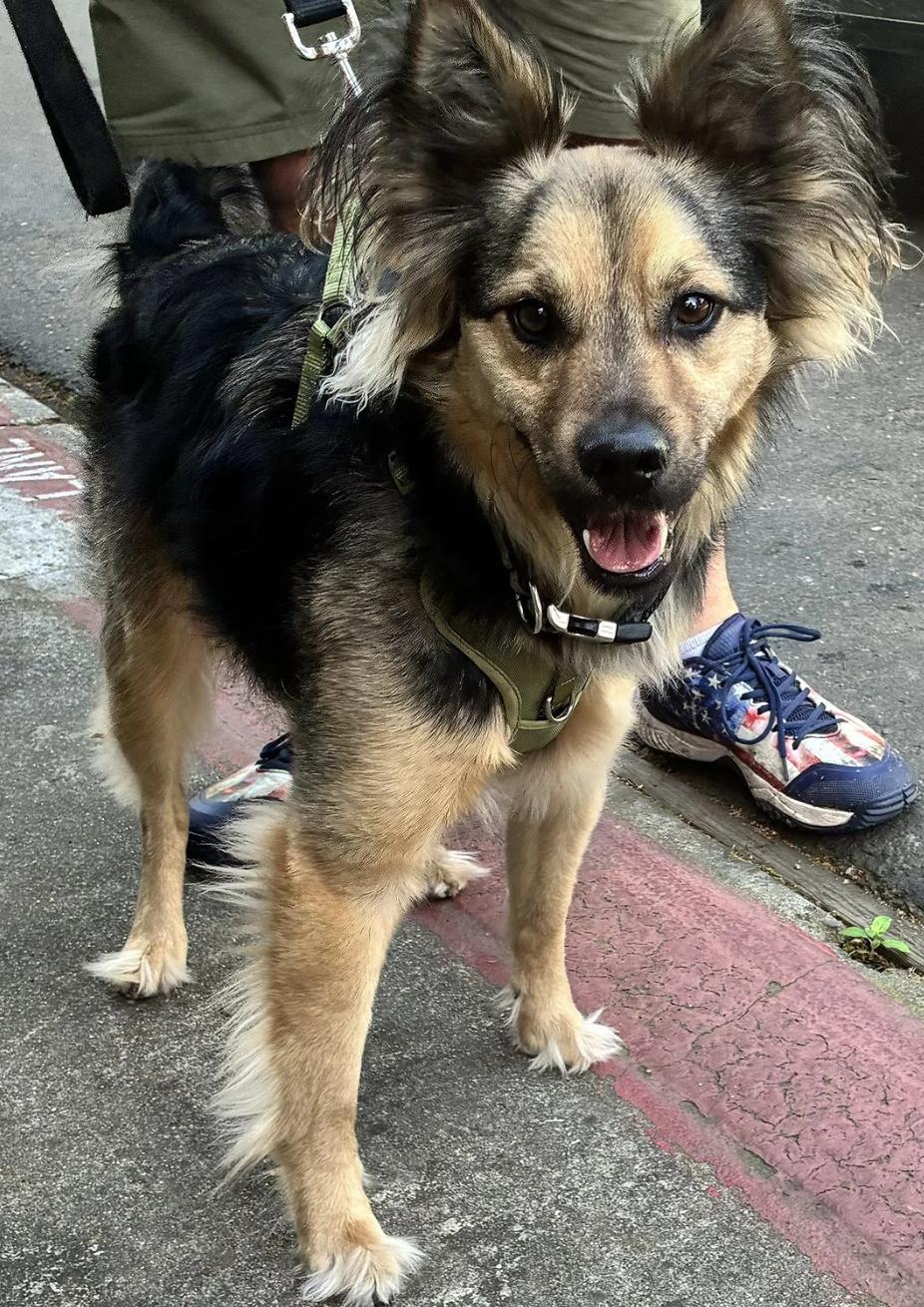 Enlarge Mylo, an adopted mixed breed in Davis, CA image 2/5