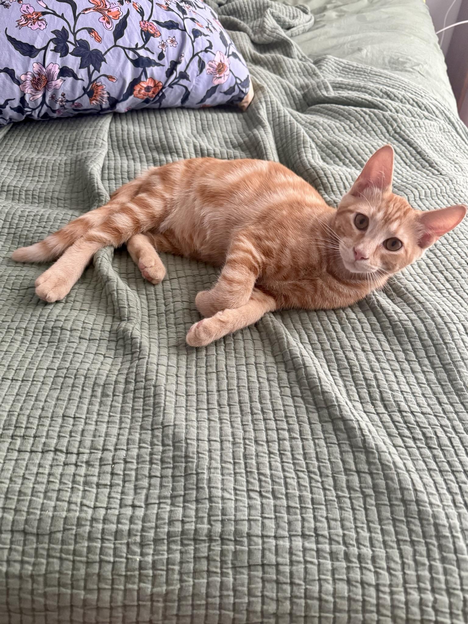 Turk & Coco (fun / sweet / loving), a Adoptable mixed breed in San Jose, CA image 2/4