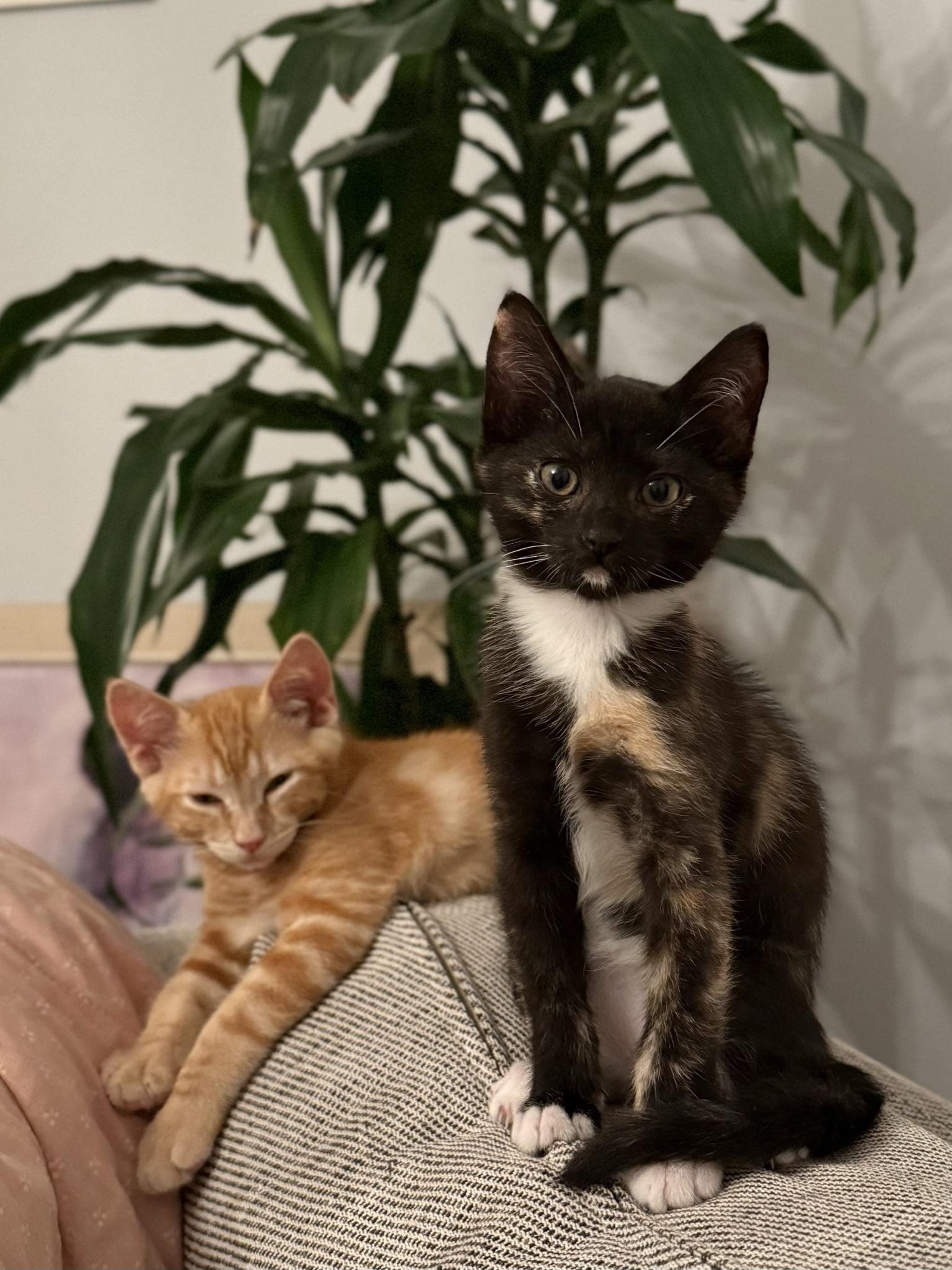 Turk & Coco (fun / sweet / loving)