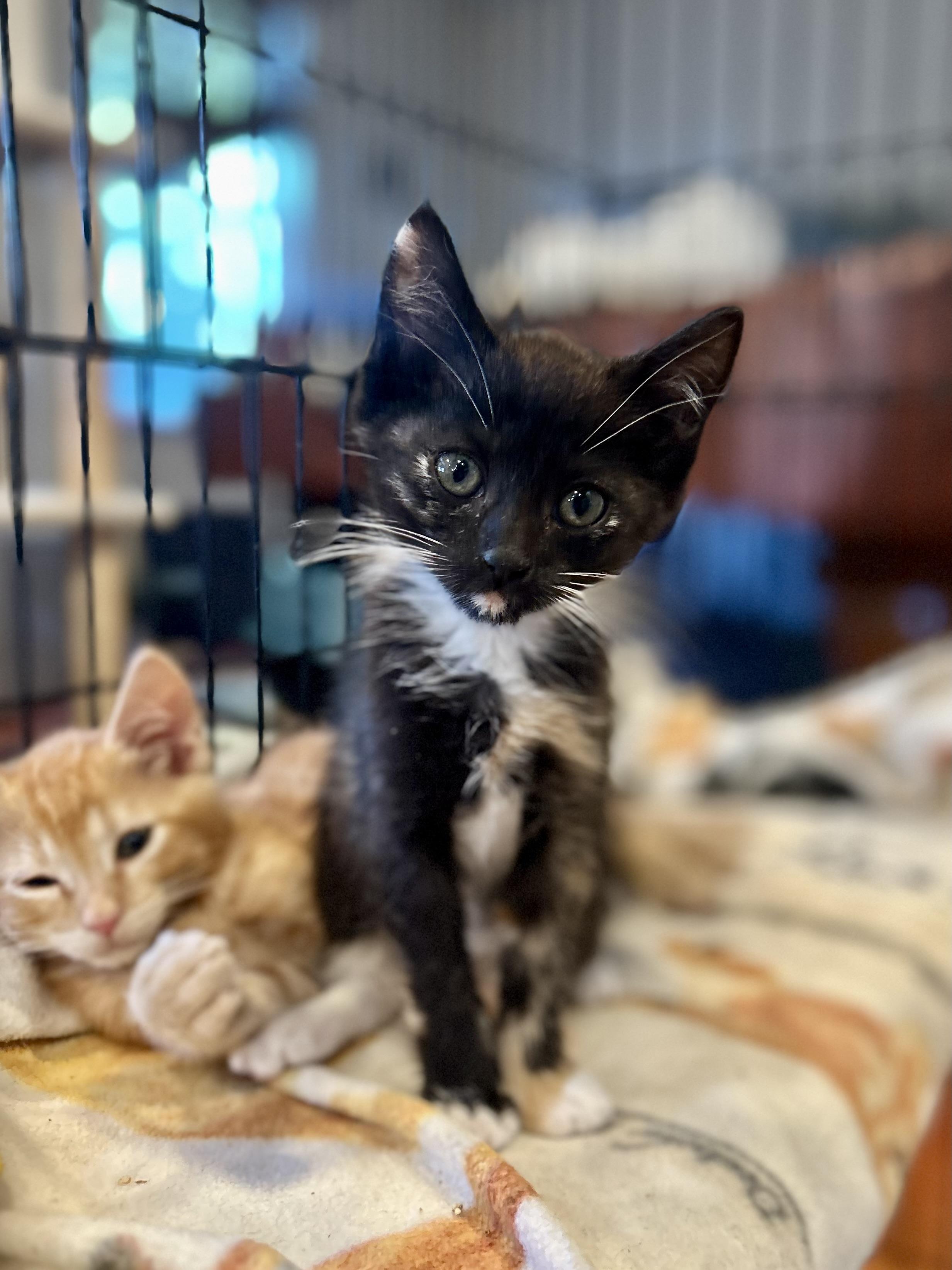 Turk & Coco (fun / sweet / loving), Baby Male unknown