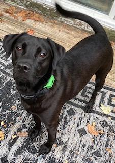 Enlarge Cody, looking for a quiet home, a Adoptable mixed breed in Coventry, CT image 1/3