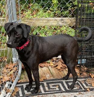 Enlarge Cody, looking for a quiet home, a Adoptable mixed breed in Coventry, CT image 2/3