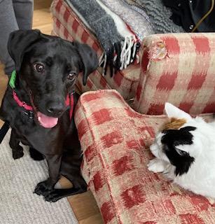 Enlarge Cody, looking for a quiet home, a Adoptable mixed breed in Coventry, CT image 3/3