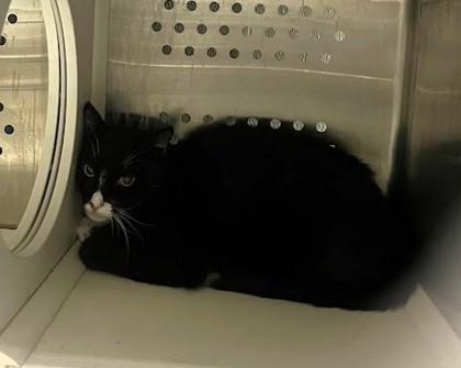 Enlarge Freddy, a Adoptable mixed breed in Twinsburg, OH image 1/2