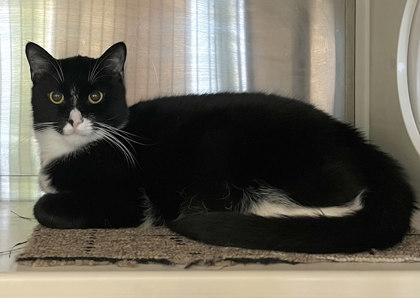 Freddy, Adoptable, Adult Male Domestic Short Hair & Domestic Short Hair.