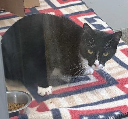 Enlarge Freddy, a Adoptable mixed breed in Twinsburg, OH image 2/2