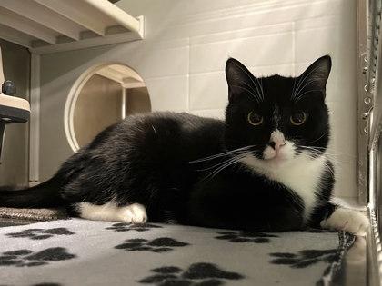 Freddy, a Adoptable mixed breed in Twinsburg, OH image 2/2