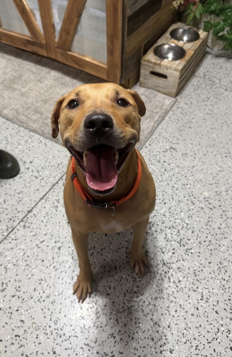 Enlarge Nova, an adoptable mixed breed in LEHIGH ACRES, FL image 2/6