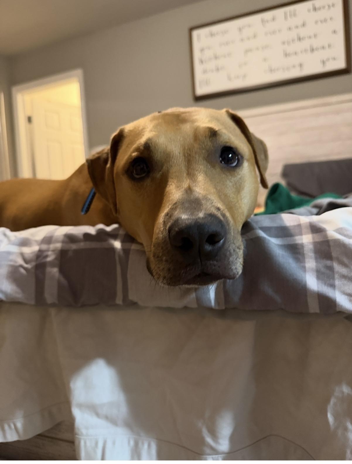 Enlarge Nova, an adoptable mixed breed in LEHIGH ACRES, FL image 3/6