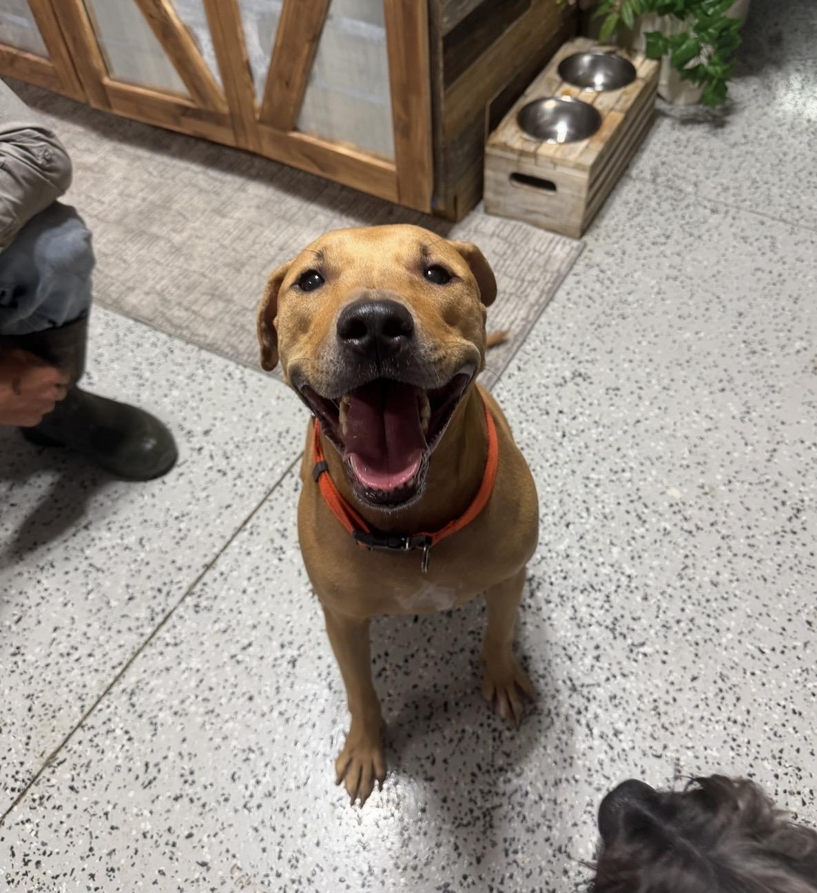 Enlarge Nova, an adoptable mixed breed in LEHIGH ACRES, FL image 4/6