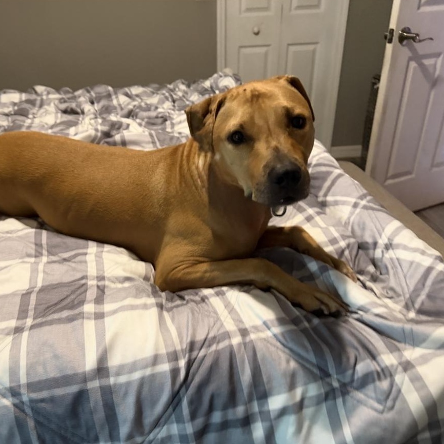 Nova, adoptable, Adult Female Hound & Mixed Breed.