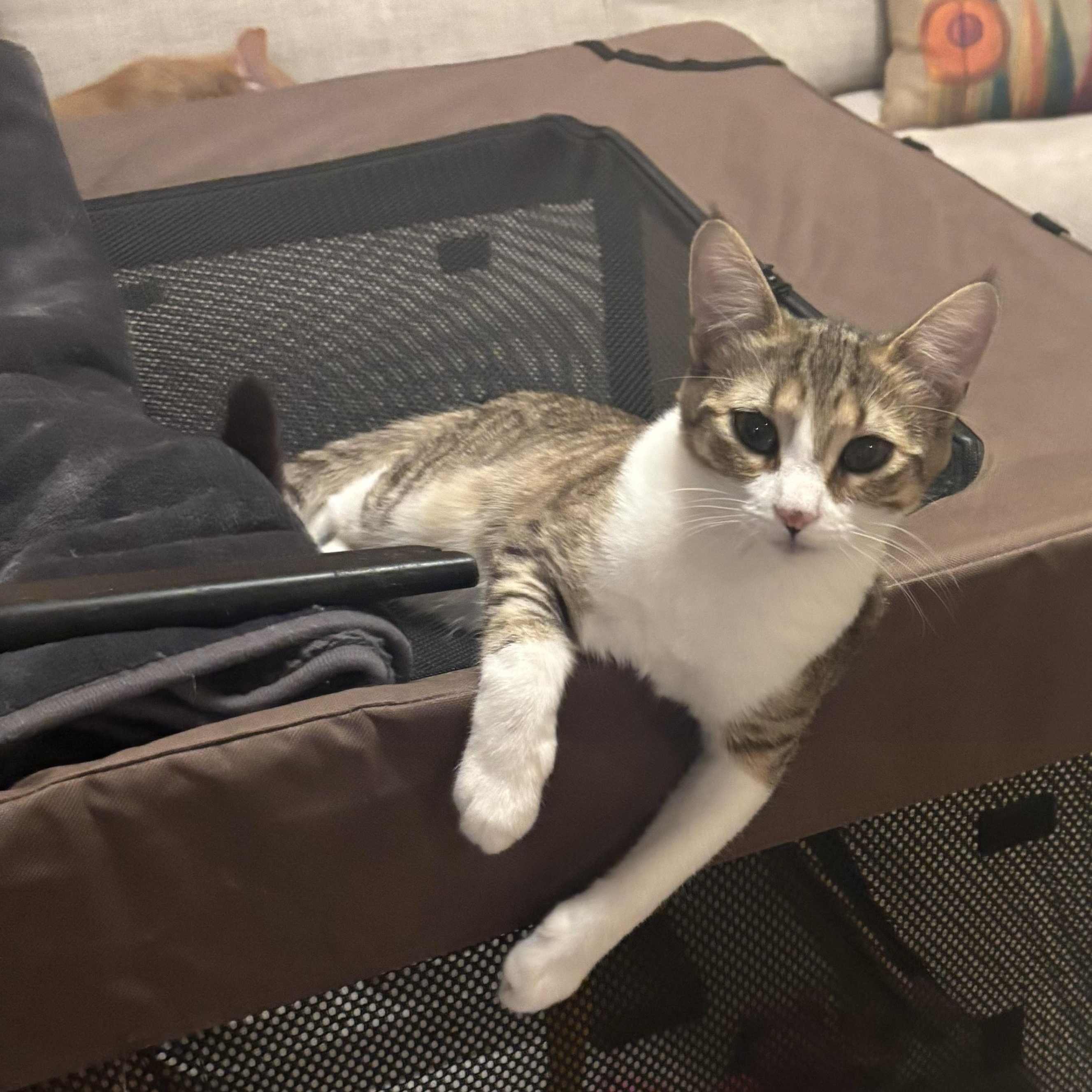 Meeka - November ONLY 35% Off Adoption Fee & 25+ kittens to choose from!, Adoptable, Young Female American Shorthair.