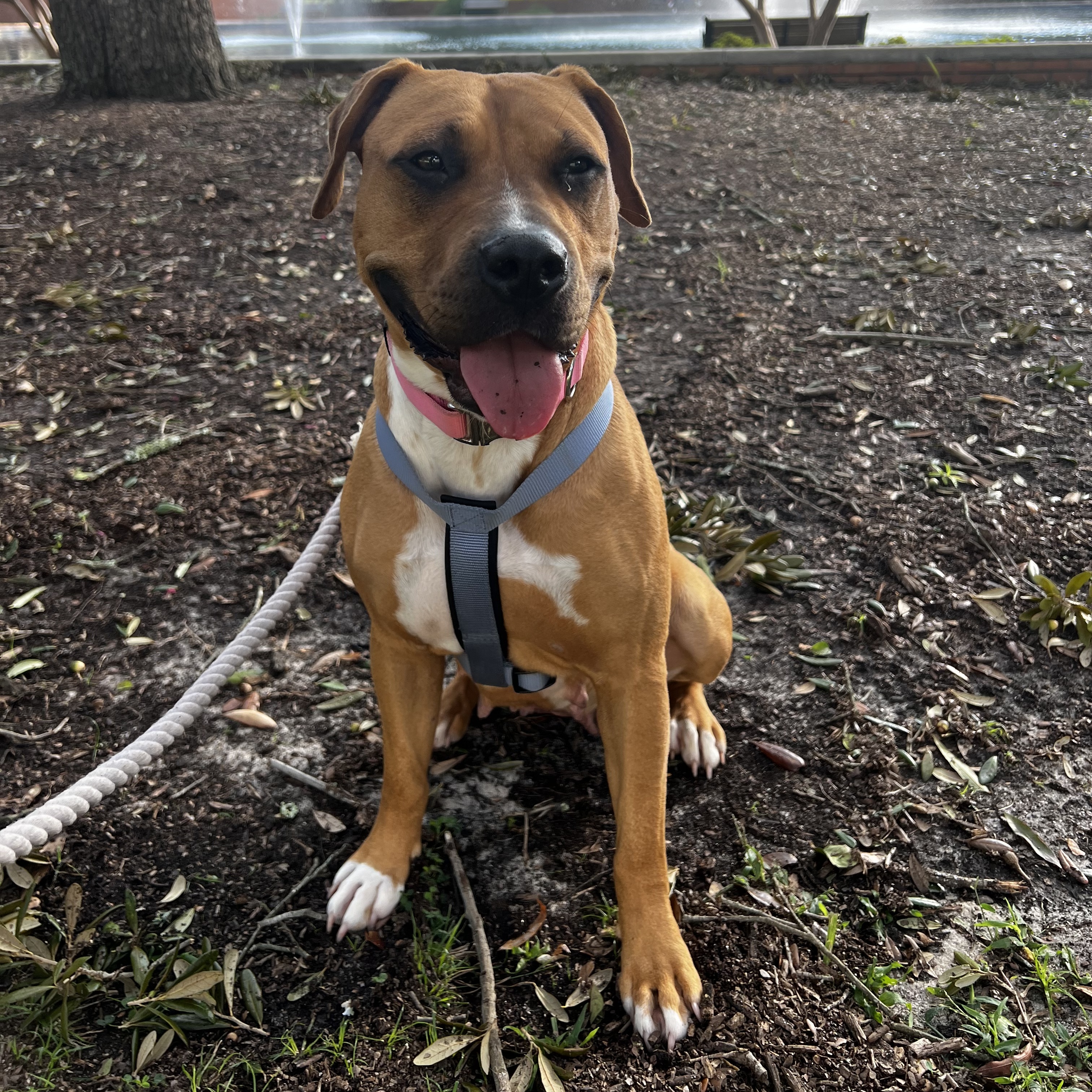 Dog for adoption Nana Jean, a Pit Bull Terrier & Hound Mix in Jamaica