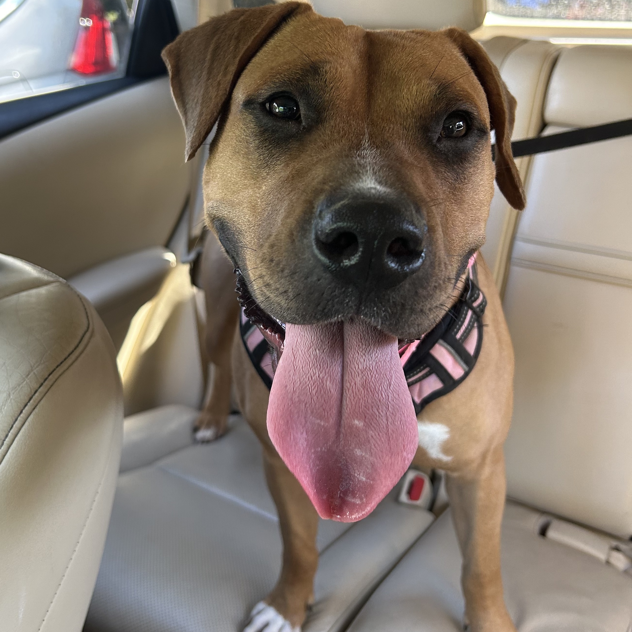 Dog for adoption Nana Jean, a Pit Bull Terrier & Hound Mix in Jamaica