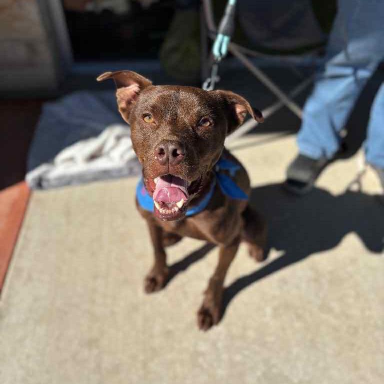 Enlarge CAPTAIN CRUNCH, a Adoptable mixed breed in Kyle, TX image 1/6