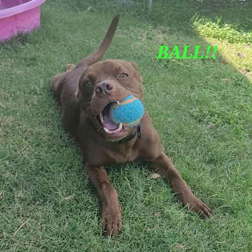 Enlarge CAPTAIN CRUNCH, a Adoptable mixed breed in Kyle, TX image 2/6